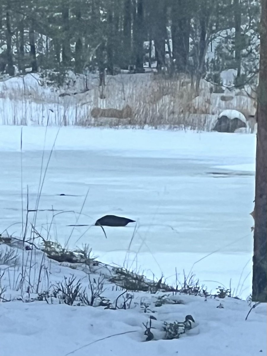 SarioTuula's tweet photo. Norppakaverin kans aamukaffeella. Hän vasta heräilee ja teki just aamukakkat, siirtyi viksusti metrin verran huussista pötköttämään. #norppa https://t.co/BwTxHJ29RT