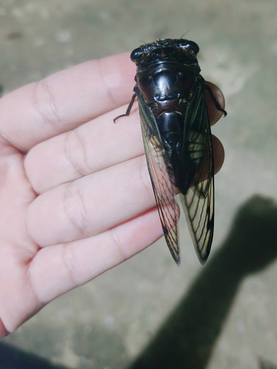 I like this insect. It’s always singing. Sadly, it doesn’t live long after becoming an adult.