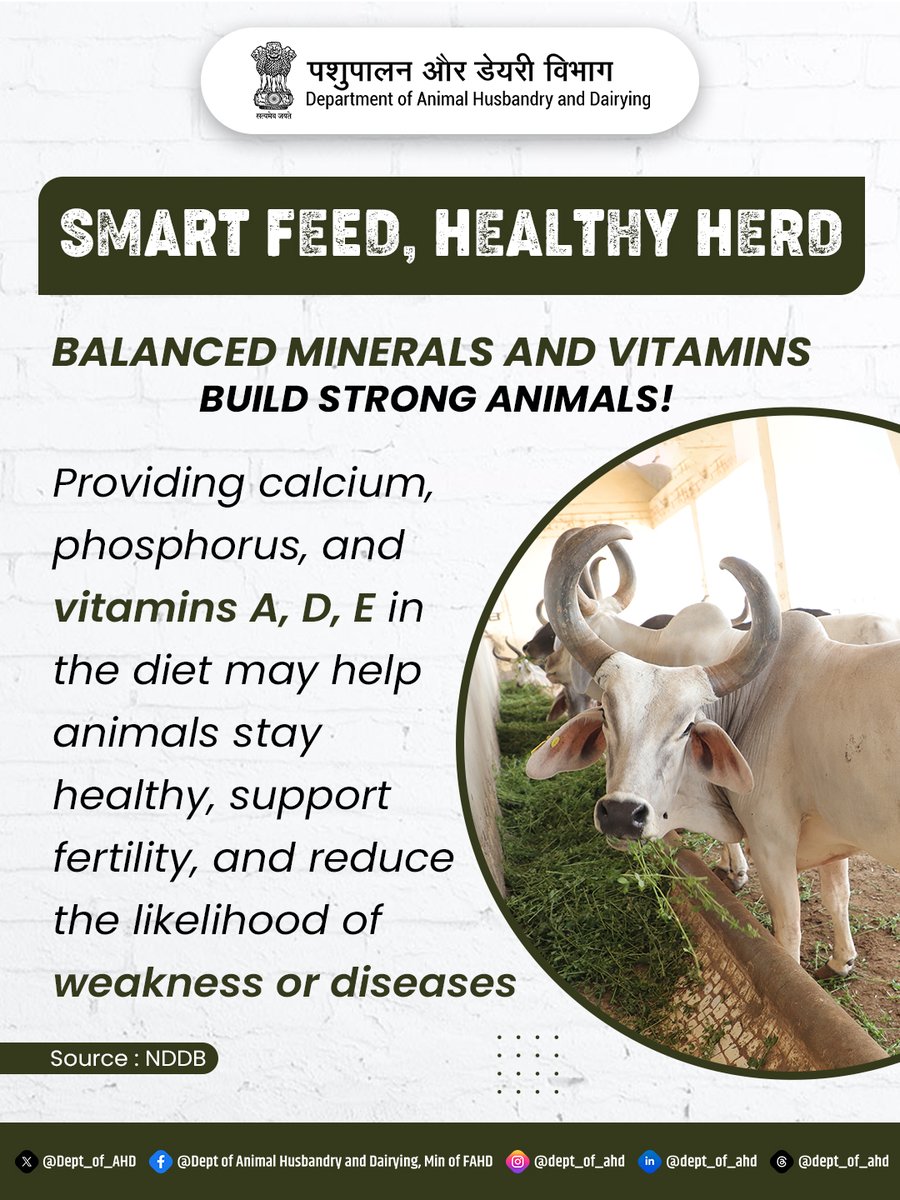Dept_of_AHD's tweet photo. Balanced minerals and essential vitamins like A, D, and E play an important role in maintaining animal health, supporting fertility and strengthening overall productivity.

#SmartFeed #HealthyHerd #BalancedNutrition #AnimalHealth #LivestockCare #DairyFarming #MineralMixture #FarmerAwareness