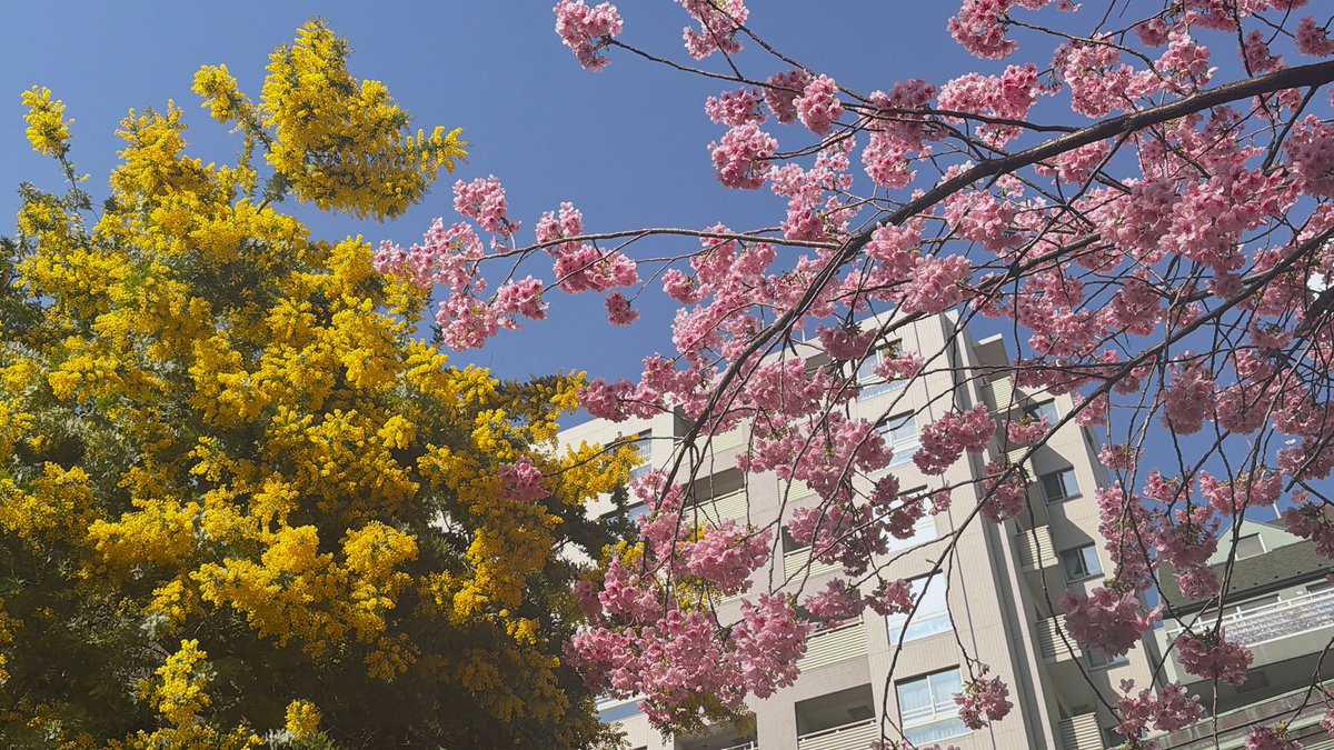 もきゅこすめ tweet media