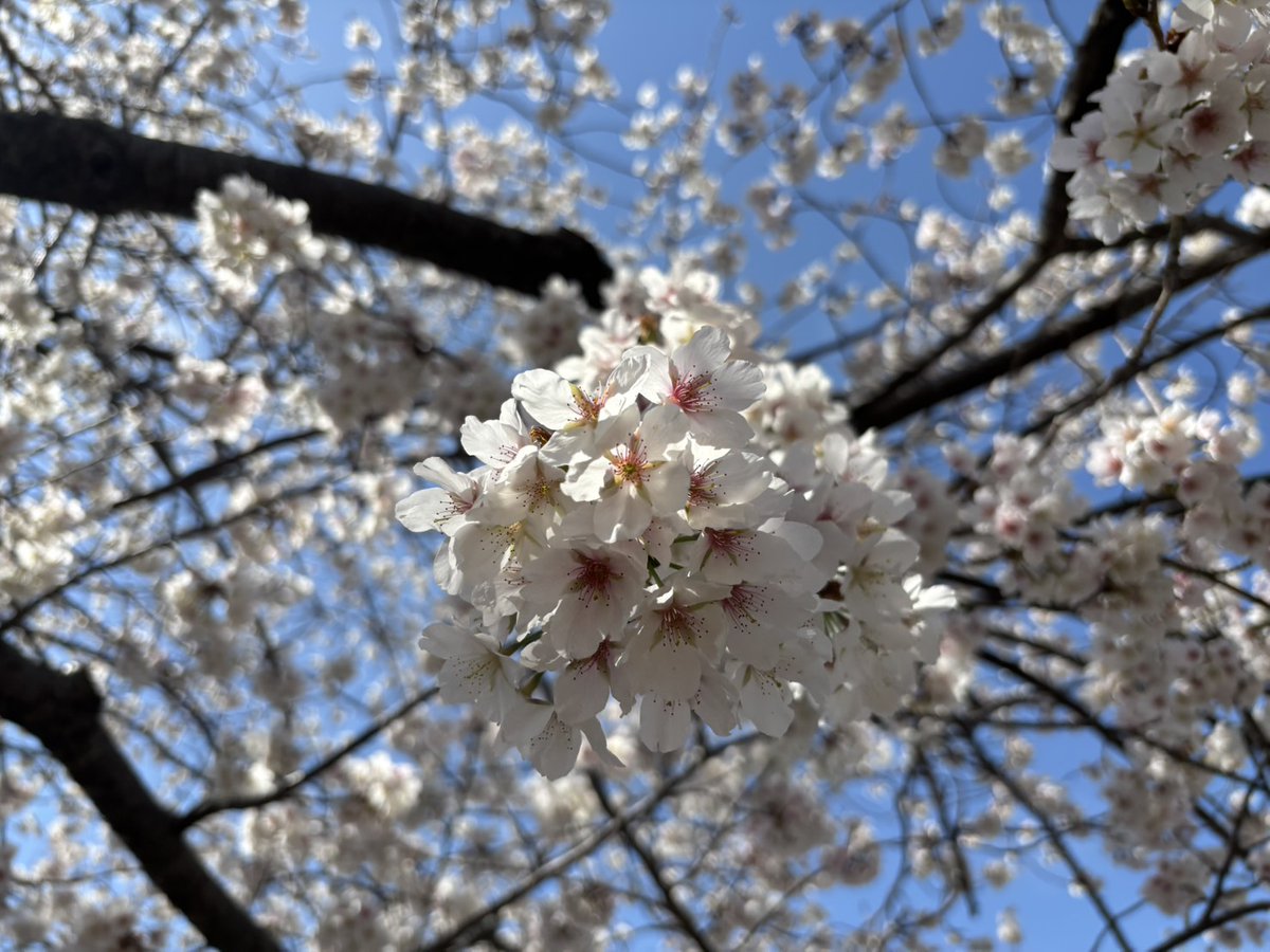 kenmori_park's tweet photo. アクアジム前の暖流桜が見頃です🌸

#かごしま健康の森公園
#健森
#鹿児島市
#公園
#桜
#暖流桜 https://t.co/znwQmf1oGL