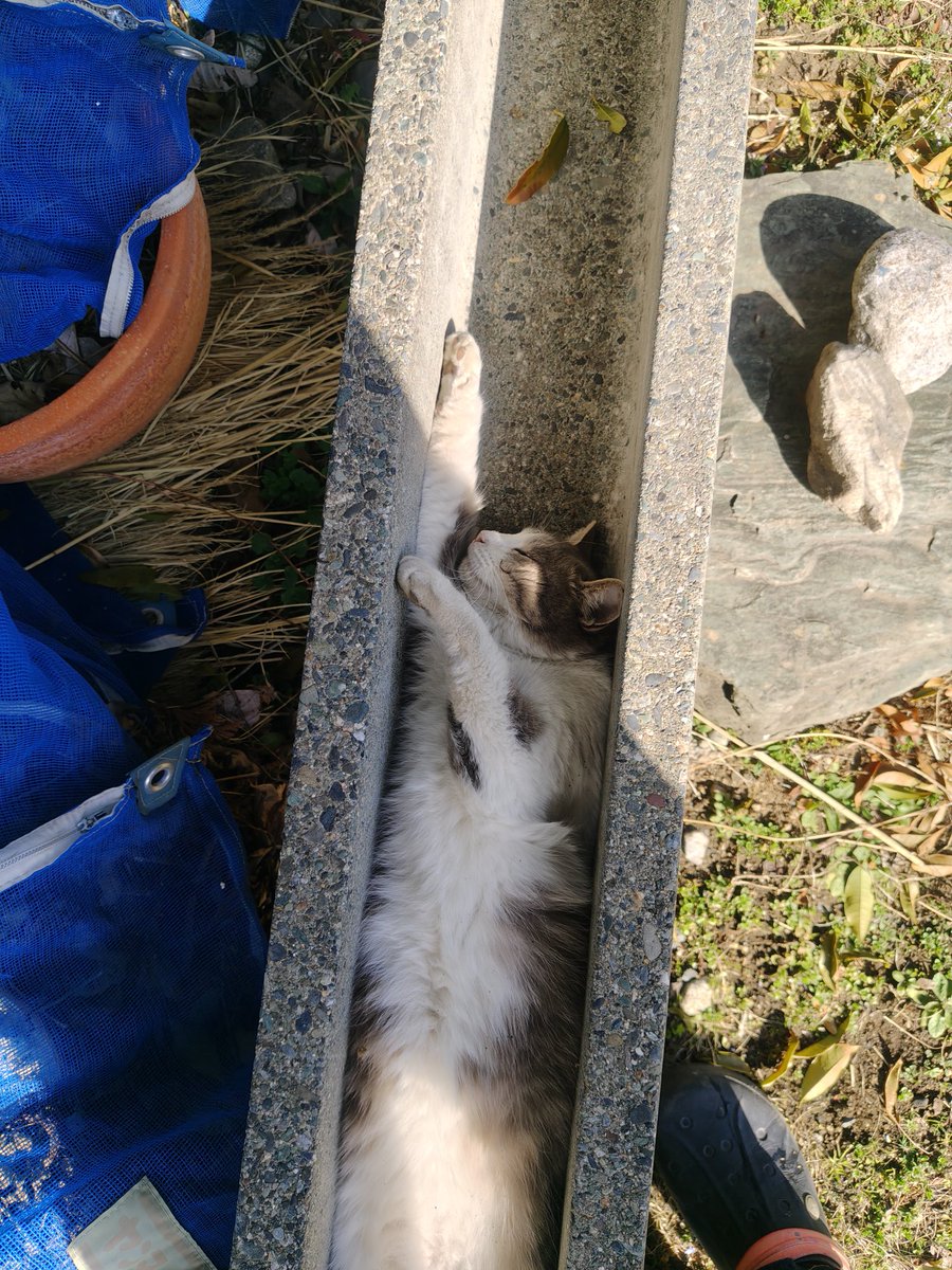 しのむ tweet media