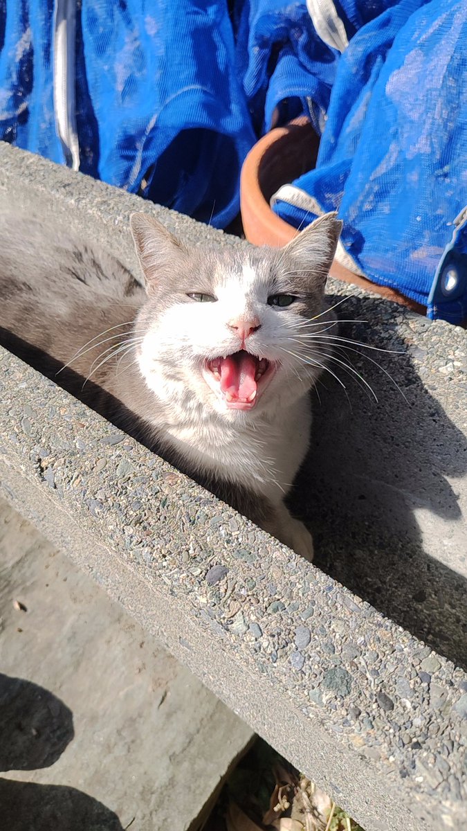 しのむ tweet media