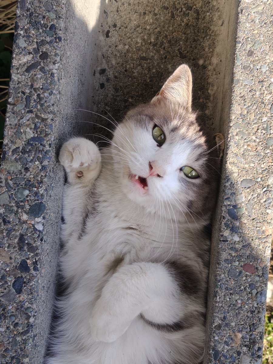 しのむ tweet media