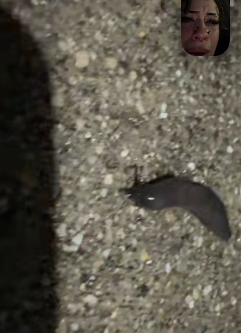 baby_slug