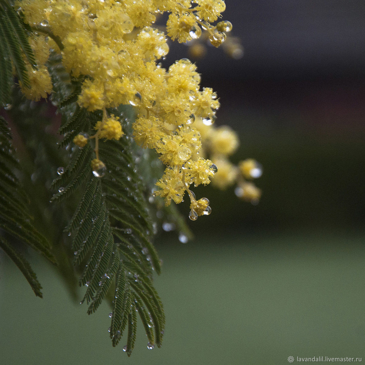 Карина Лапина tweet media