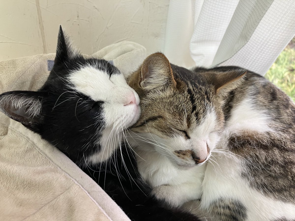 シラコ園芸 (@shirakoengei) / Posts / X