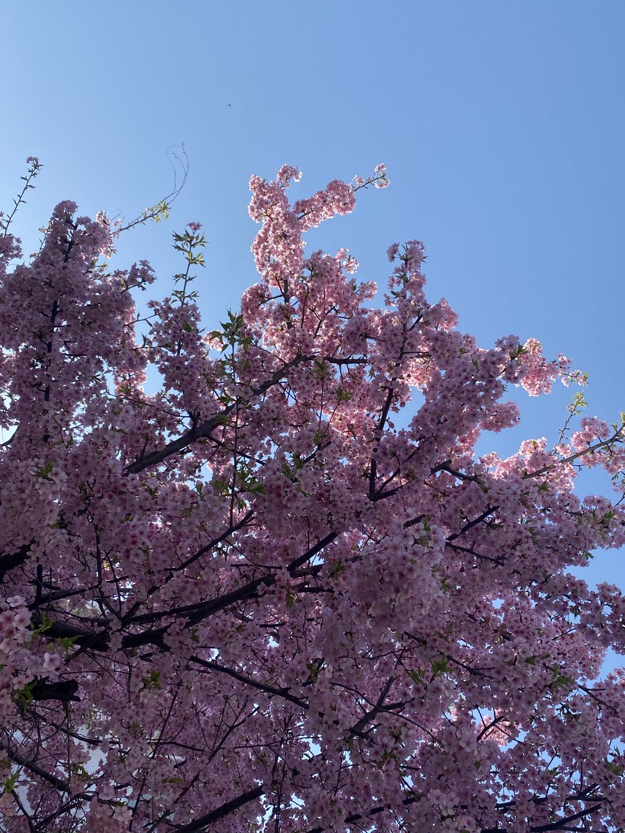 Miss Maple 🌿🌷 Lustalope tweet media