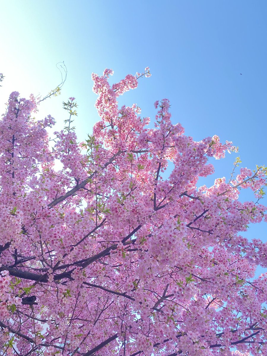 Miss Maple 🌿🌷 Lustalope tweet media