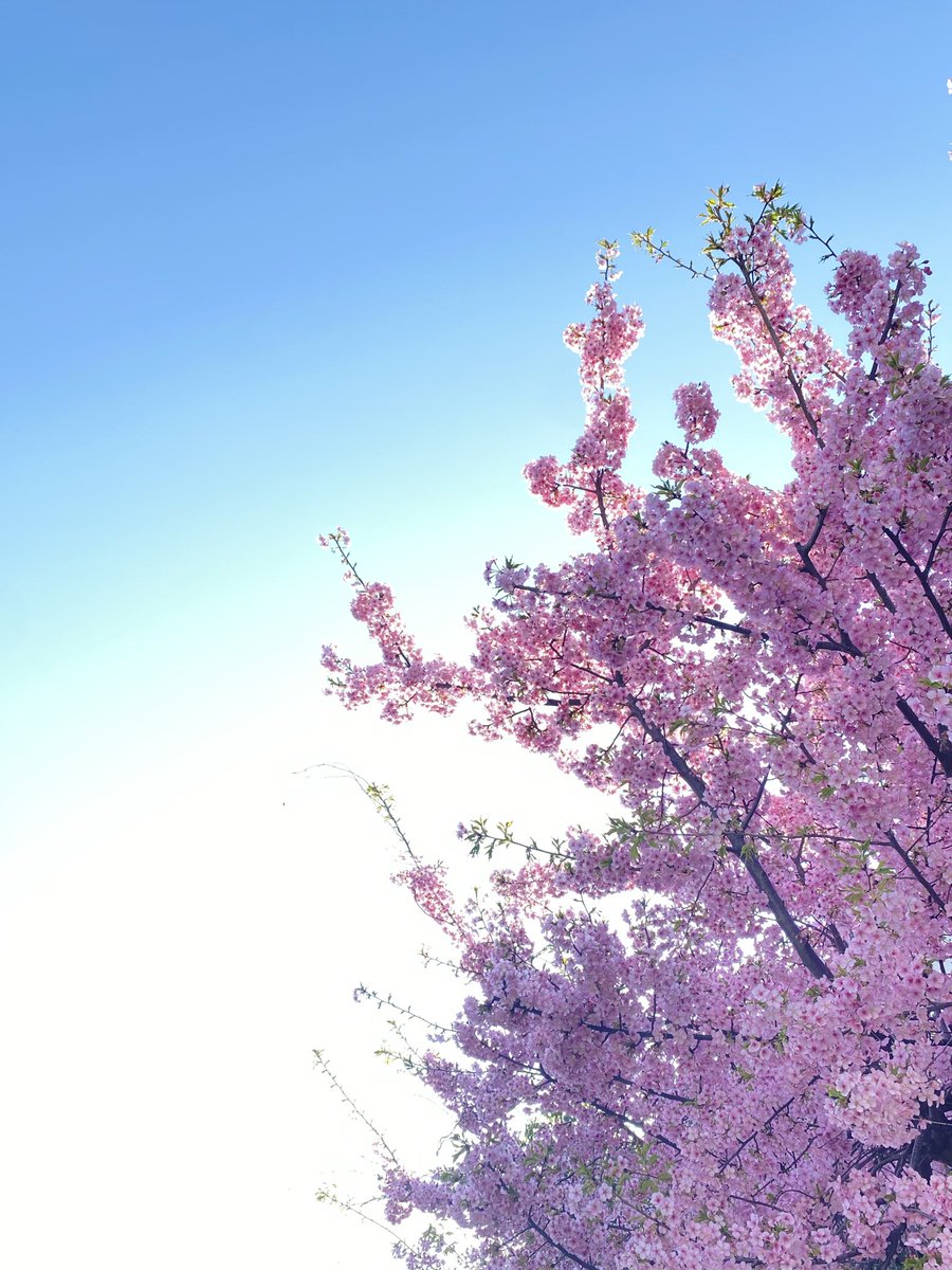 Miss Maple 🌿🌷 Lustalope tweet media