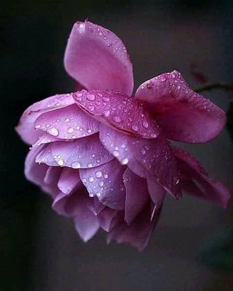 Peggy ☘️ tweet media