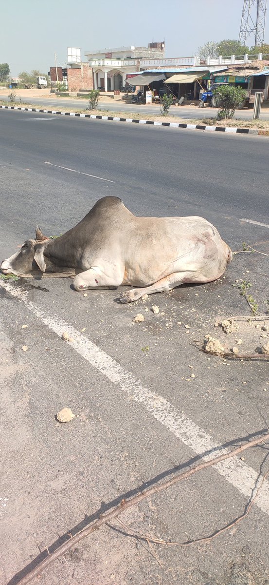 AmodKumar111's tweet photo. जसवंत नगर थाना क्षेत्र के जमुना बाग पुल पर एक सांड घायल अवस्था में पड़ा है जिसके चलते कोई बड़ा हादसा हो सकता है कृपया सही स्थान पर उसे पहुंचाएं और यातायात सुरक्षित रहे
@etawahpolice @Uppolice https://t.co/D0Obe0MjJ7