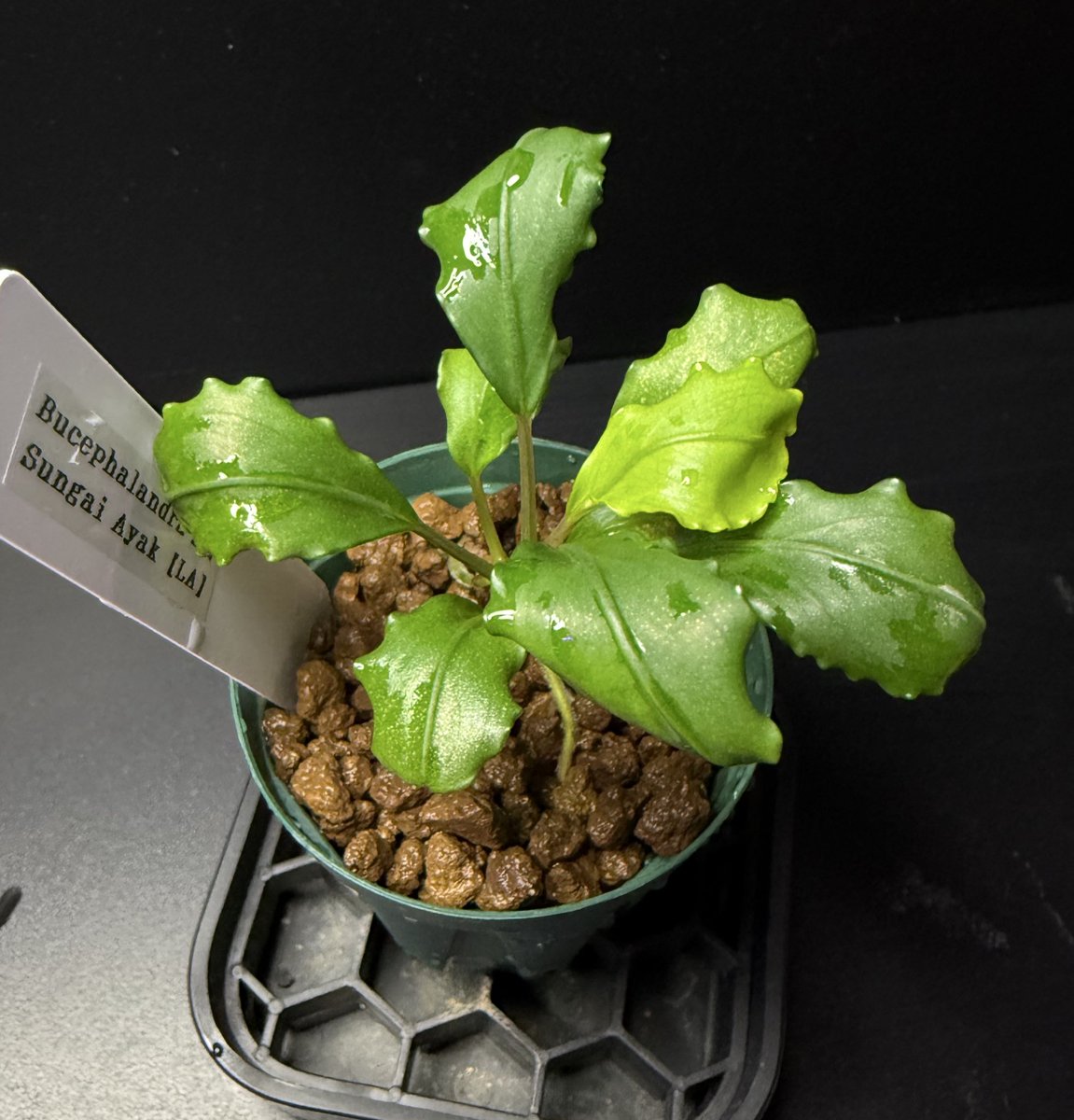 ブセファランドラ