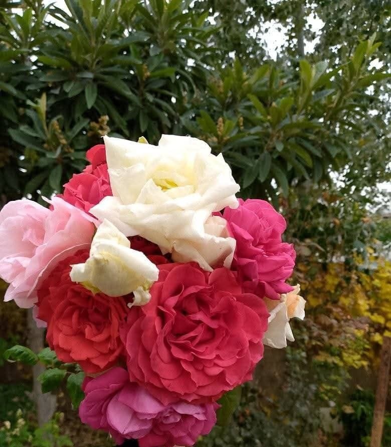 nagahlibya's tweet photo. ✍البشاشـة والـوّد ﻭﺍلإهتمـام ﻭالكلمة الطيبـة والقلـبُ الصافي ﻫﻢ الجمال الحقيقي ﻷﻱ ﺇنسـان، لا شيء أسهل من الكراهية أما الحب فيحتاج إلى نفس عظيمة ..
✍ صباحكم أكاليل من الياسمين وفيض من السعادة⚘️
                     🌴 https://t.co/y9pxgU5r0l