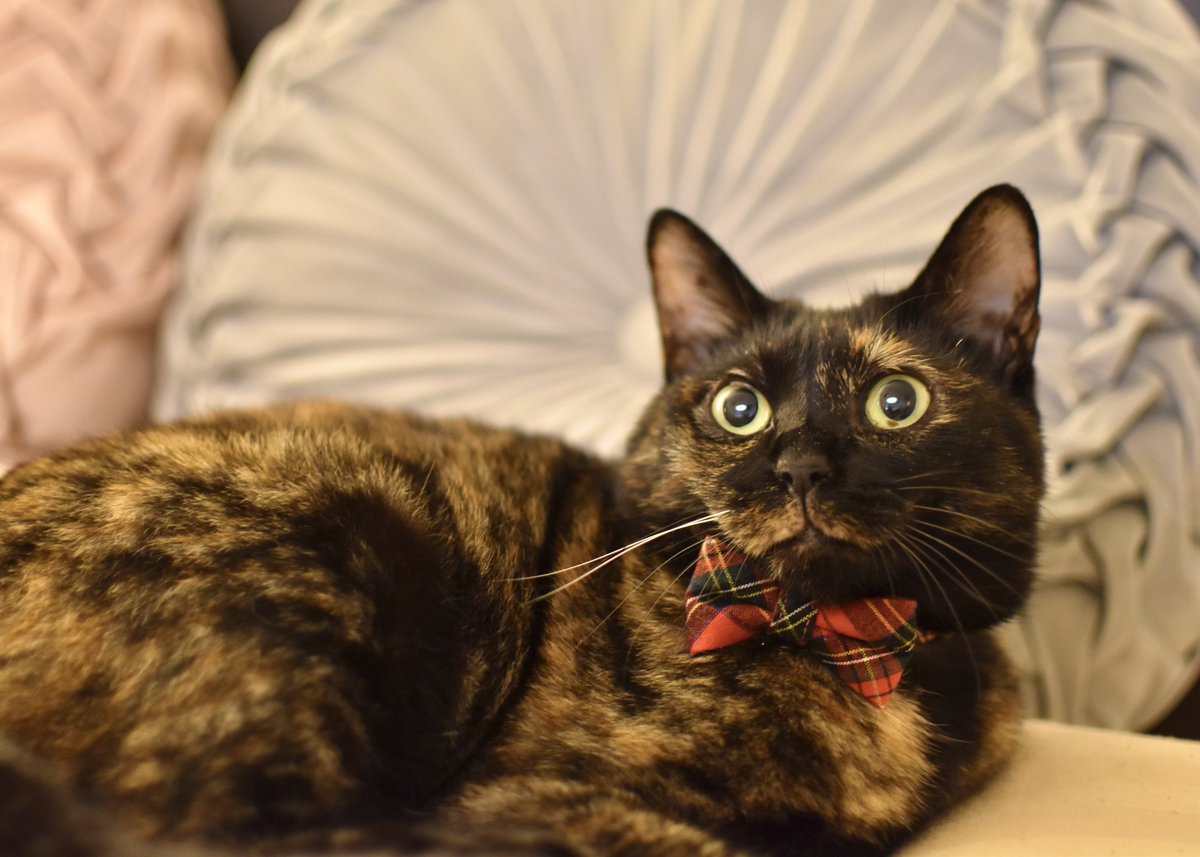 3月1日は｢サビ猫の日｣。サビ猫は安っぽいとか人気のないって言う人もいるけど、サビ柄は気品があって個性的で、世界に一つしかない美しい柄です。一緒にいたら分かるけど賢こいし甘えられたら人間なんて一発でメロメロよ。みんなの家のサビ猫ちゃんはどう？めちゃくちゃ可愛くない？