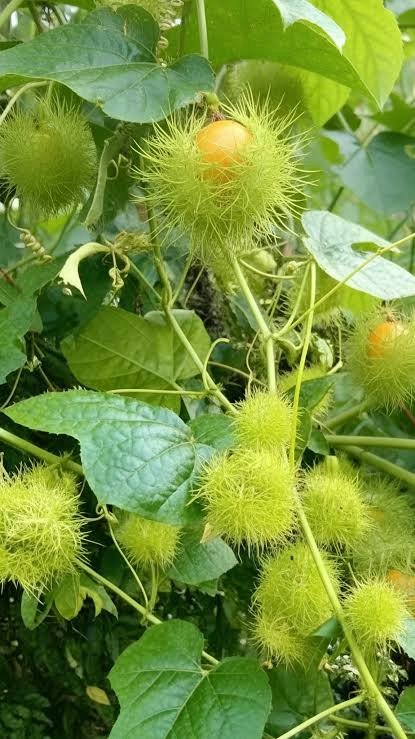 ─ henz dé shioo 🦅 tweet media