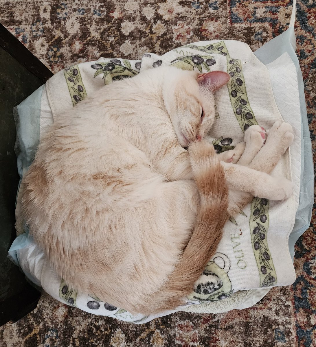 Kathleen Gorman #DecolonizeSocialWork #Anti-Racist tweet media