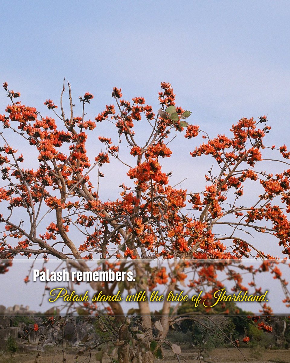 VisitJharkhand's tweet photo. 2/2
When Palash blooms, the land celebrates its identity. Experience the red forests this season.
#PalashBloom #FlameOfTheForest #JharkhandTourism
@HemantSorenJMM https://t.co/MdO1oUBcGm