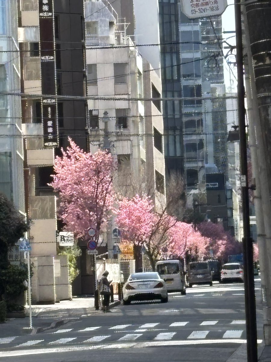 YKJunko's tweet photo. 私の中では恒例の日本橋のオカメザクラ。
今年も見に行けたことに、感謝です。
ただ、昨年の暑さの記憶が強烈で、ホントに寒い日も少なかったので、もう桜？と思う気持ちも🌸 https://t.co/HKl0djhQ3i
