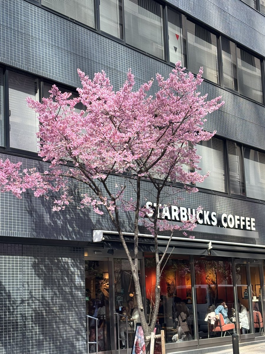YKJunko's tweet photo. 私の中では恒例の日本橋のオカメザクラ。
今年も見に行けたことに、感謝です。
ただ、昨年の暑さの記憶が強烈で、ホントに寒い日も少なかったので、もう桜？と思う気持ちも🌸 https://t.co/HKl0djhQ3i