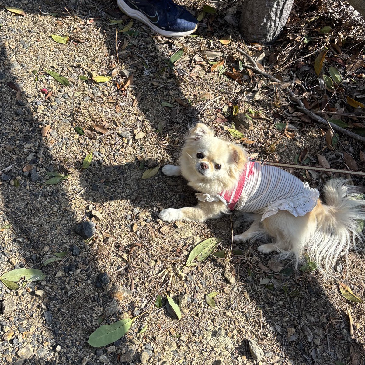 くつろいでるココちゃん☀️