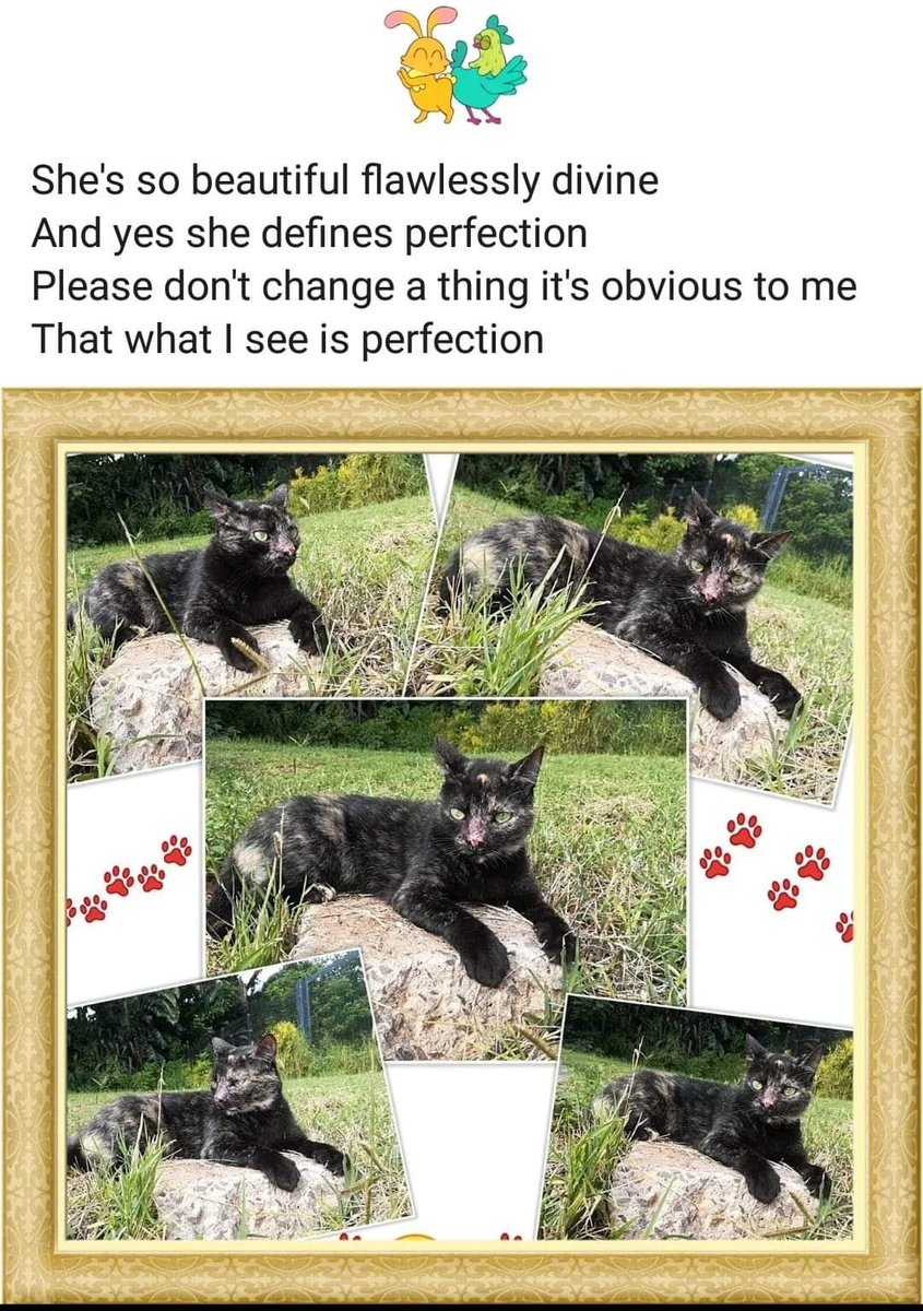 ladydebidebz1's tweet photo. There's a story the elves like to tell🥰
Of how a wee little black-tortie-monsta walked through our gate & made herself at home with the Fluffy-Scruffies & I in June 2012
The vet reckoned she was about 12 weeks old🐈⬛
So, in human years she's about 72😎
#DaBoss
#BratKat https://t.co/WTGHLsbamK