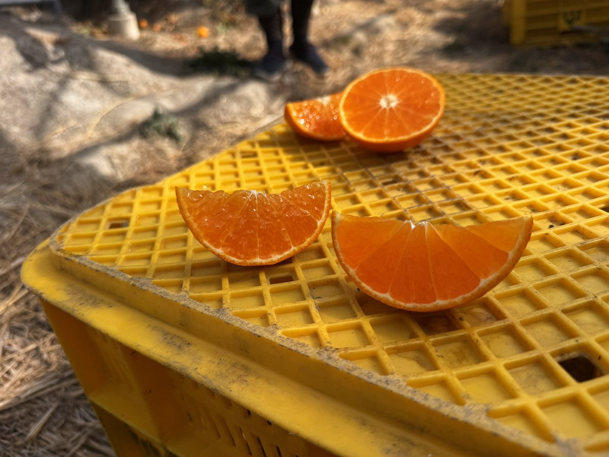 みかんノート (@mikanflavor1) / Posts / X