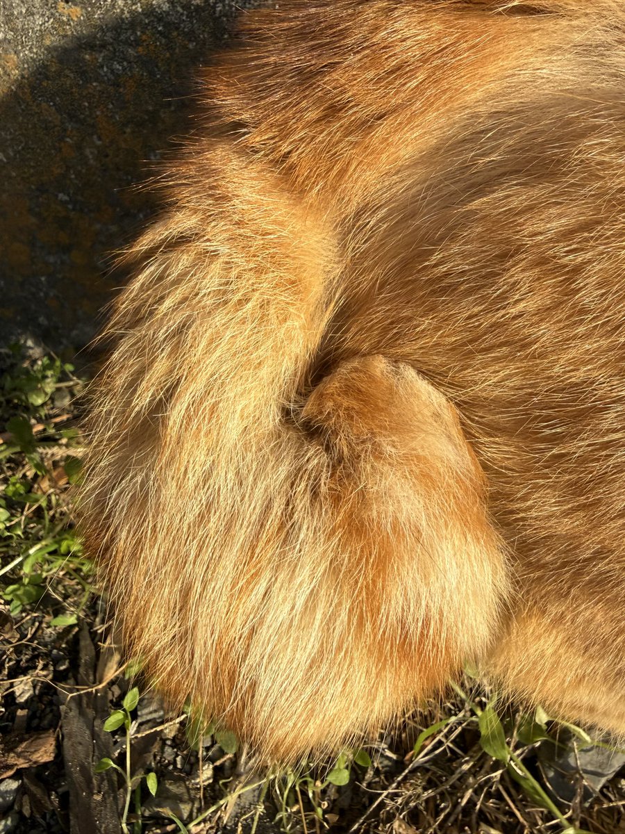 マイクロン佐藤 tweet media