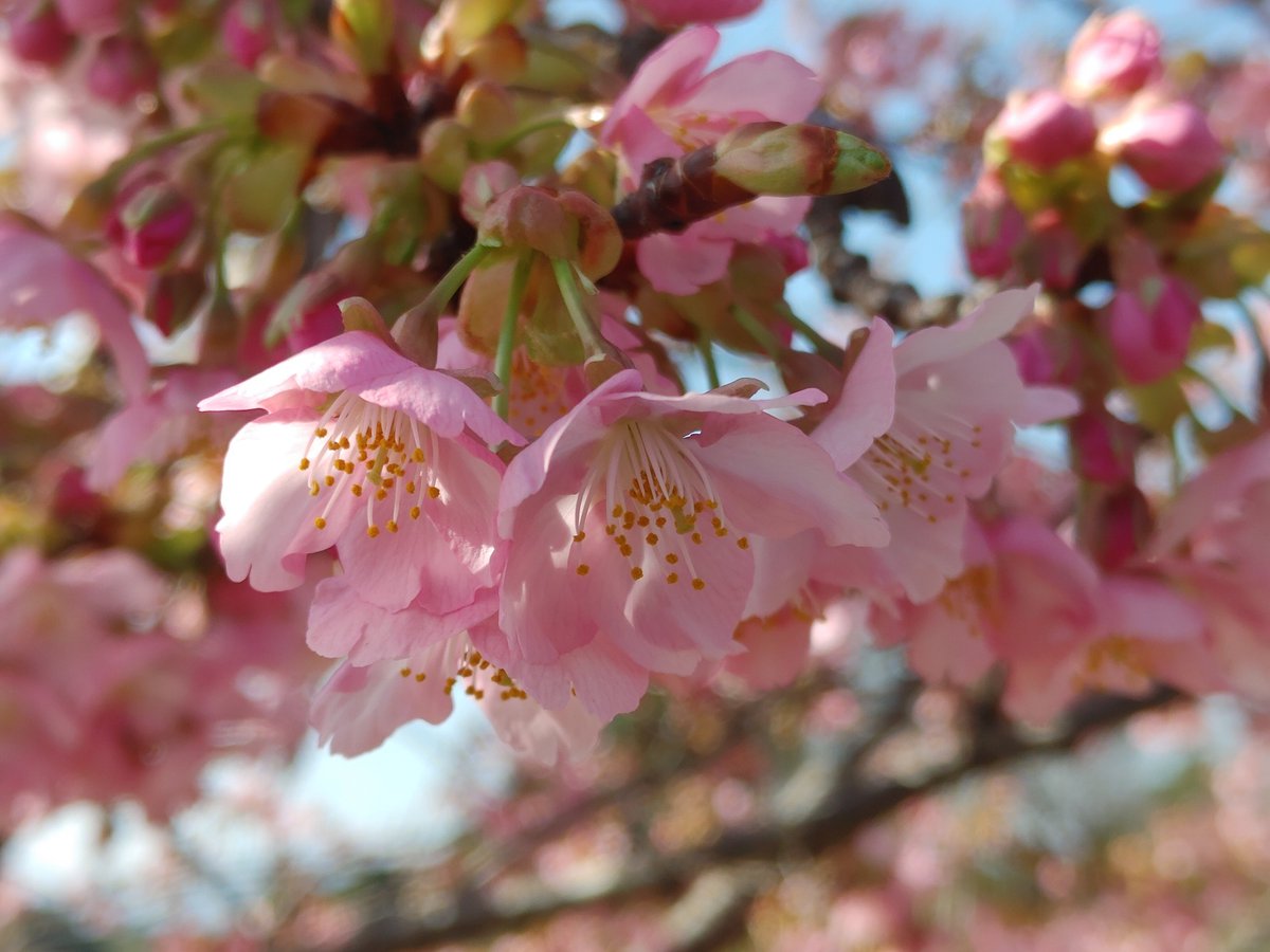 shikabanerocker's tweet photo. 河津桜と梅が見頃との情報をキャッチし、お天気もすごく良かったので
馬見丘陵公園へお花見に🌸

もう春なんですね～😊

#馬見丘陵公園
#河津桜 https://t.co/JZqHk6rvwL