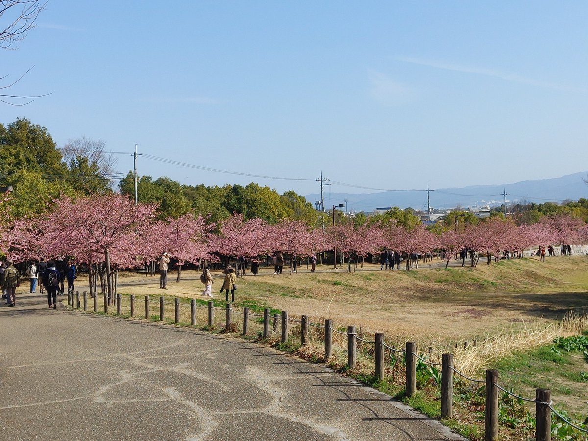 shikabanerocker's tweet photo. 河津桜と梅が見頃との情報をキャッチし、お天気もすごく良かったので
馬見丘陵公園へお花見に🌸

もう春なんですね～😊

#馬見丘陵公園
#河津桜 https://t.co/JZqHk6rvwL