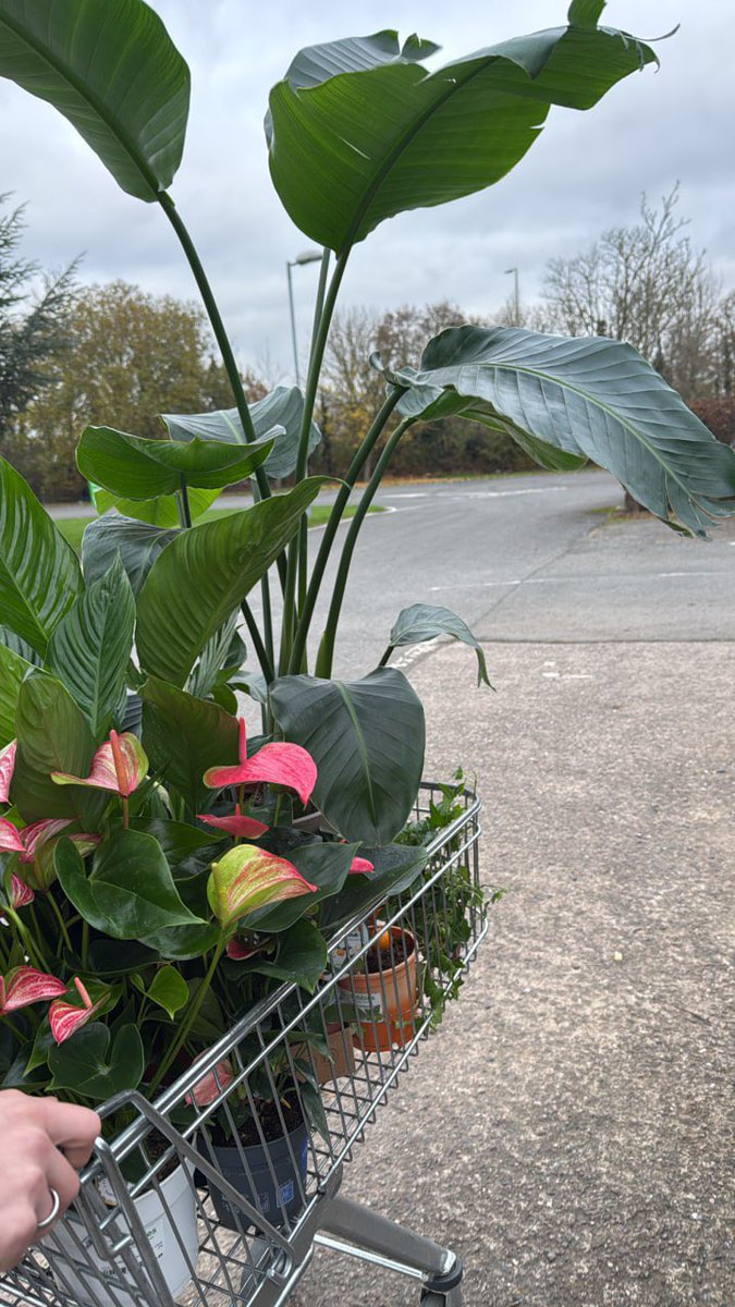 Lucymaeve tweet media