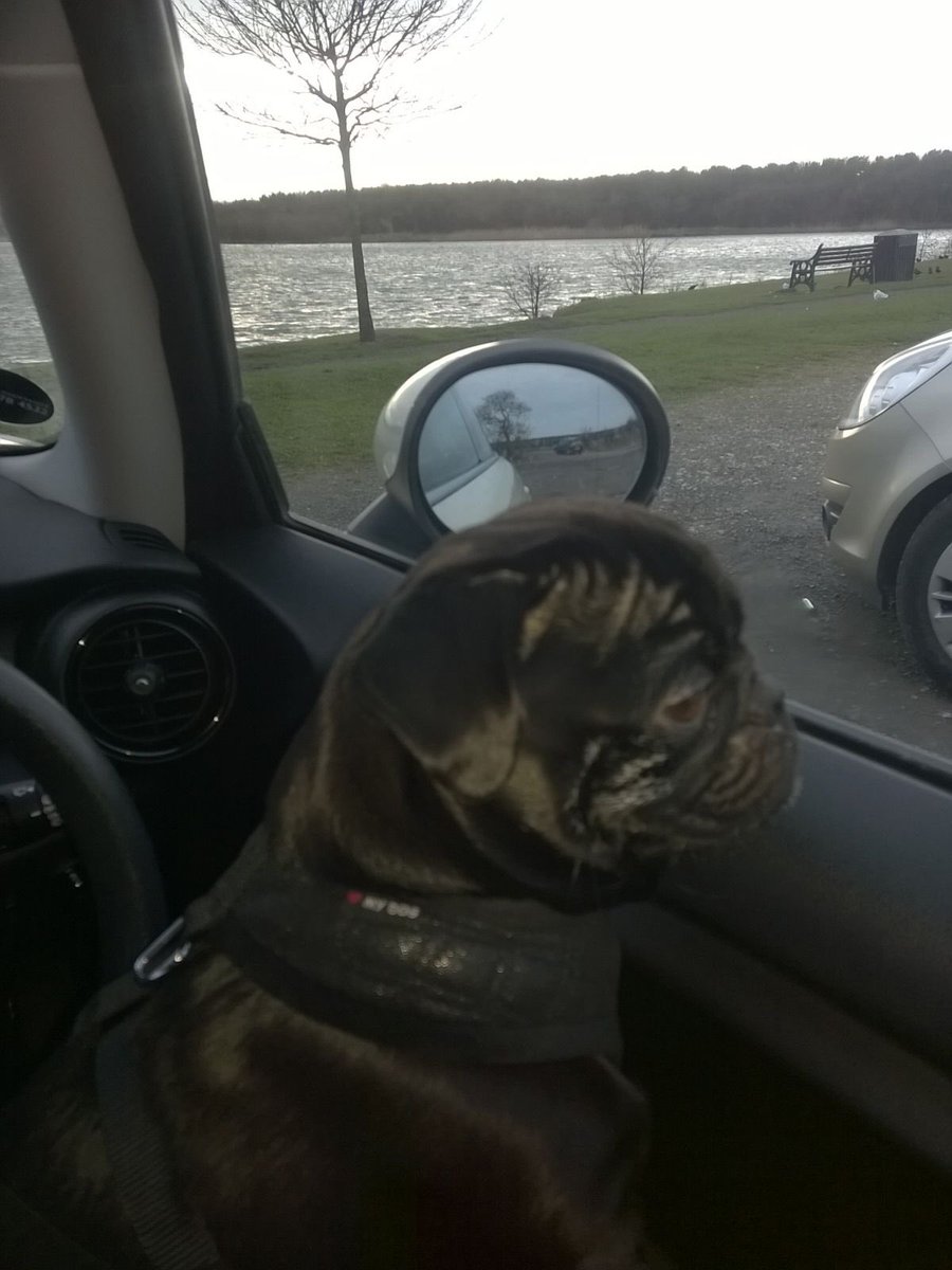 michael dewison tweet media