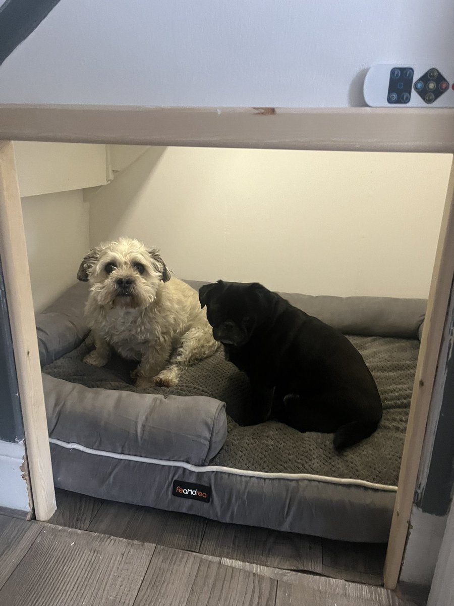 michael dewison tweet media