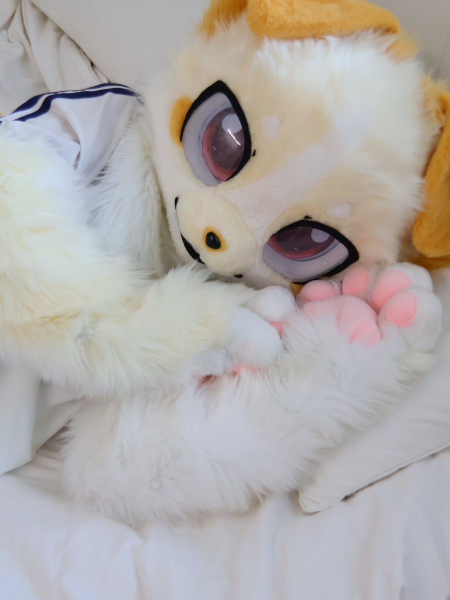 비단견📸🧳🏖 (@basdognews) on Twitter photo 