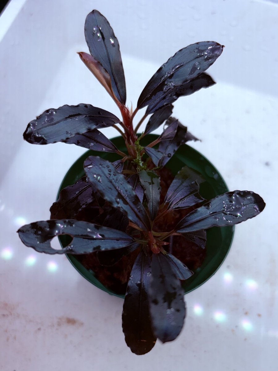 ブセファランドラ