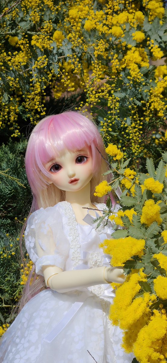 今度はミモザの写真～❤