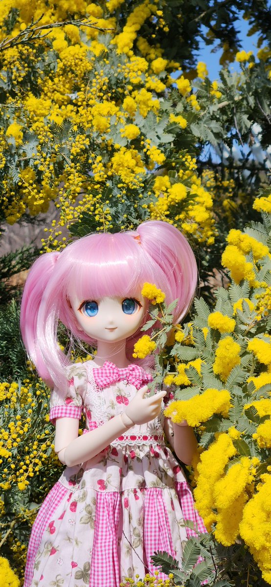 今度はミモザの写真～❤