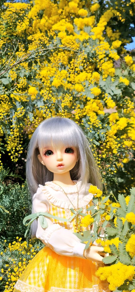 今度はミモザの写真～❤