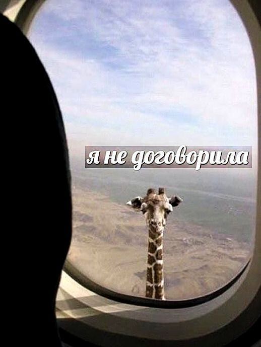 ryzhmann's tweet photo. @masinto @soychipiron https://t.co/jdo1nP5quq