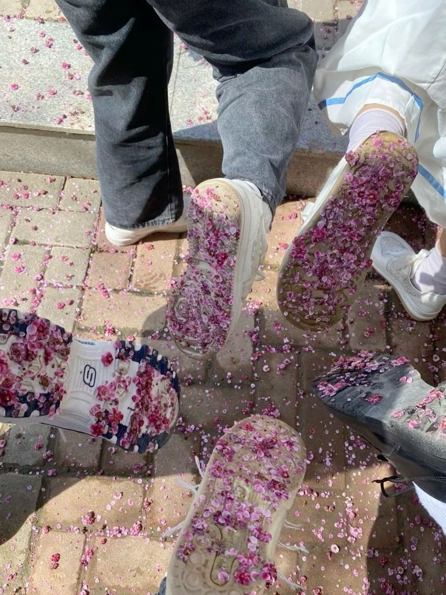 blossom. tweet media