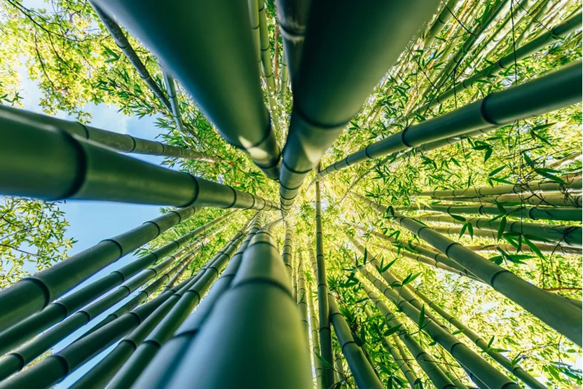 TiredEarth_FR's tweet photo. Les étonnantes propriétés du bambou
#TiredEarth #Bambou
🔗https://t.co/K2CB8ENpmK https://t.co/tkD1lu5MdL
