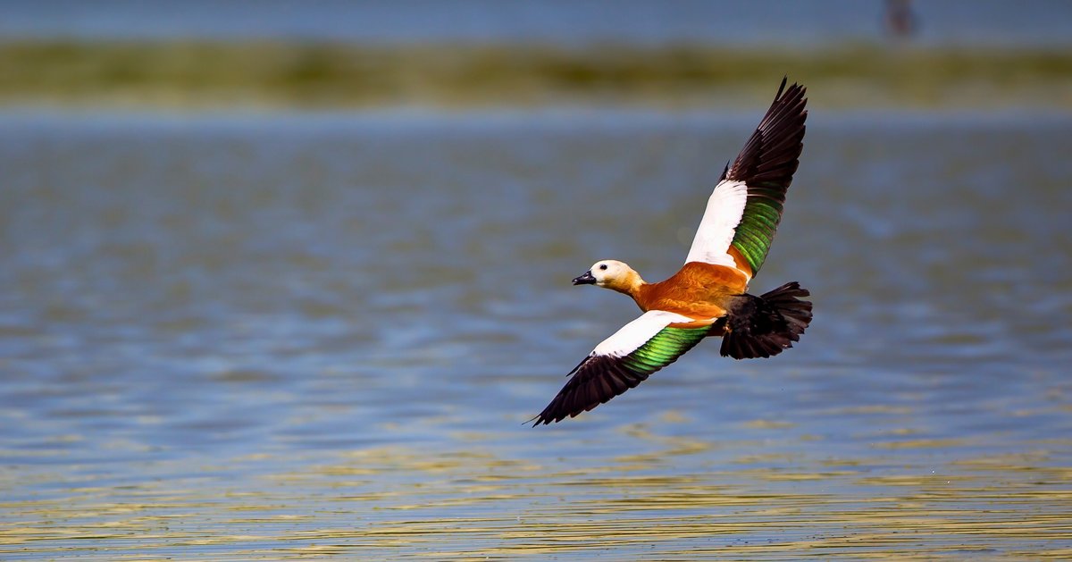 Milli Parklar tweet media