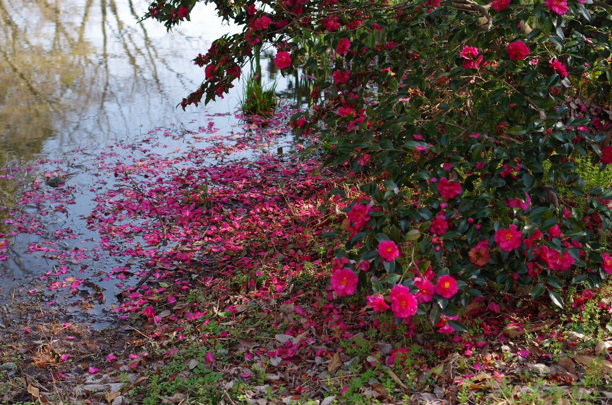 qp (@akarusa) / Posts / X