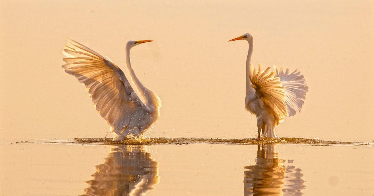 Milli Parklar tweet media