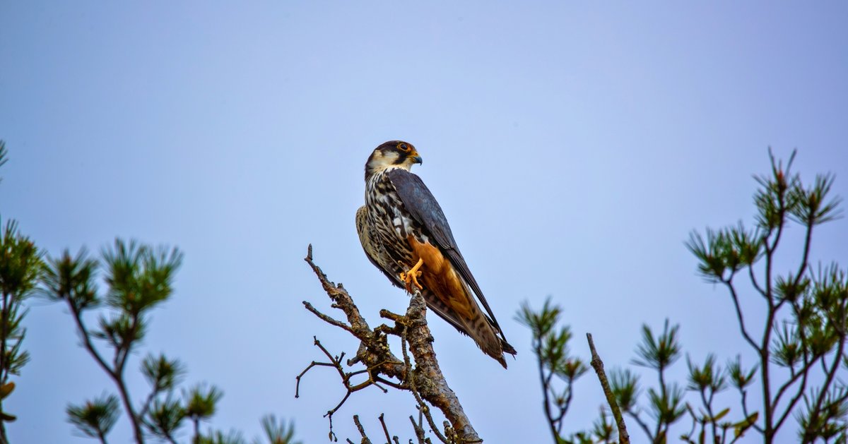 Milli Parklar tweet media