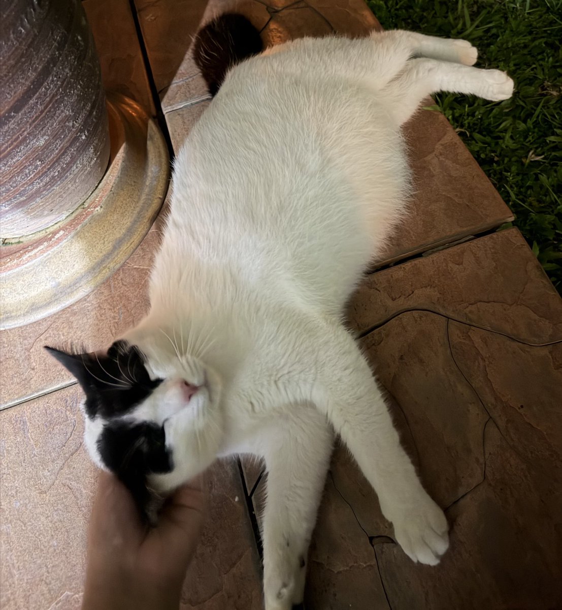 nur | for maru 🐱 tweet media