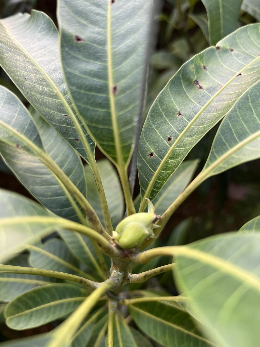 oki_mango_matto's tweet photo. アップルマンゴーは8割、出蕾を確認。
今年は例年に比べて、成長が遅いので収穫のピークは8月末頃〜９月かな😗

#沖縄　#マンゴー　#フルーツ https://t.co/1Y2wCYK7Xf