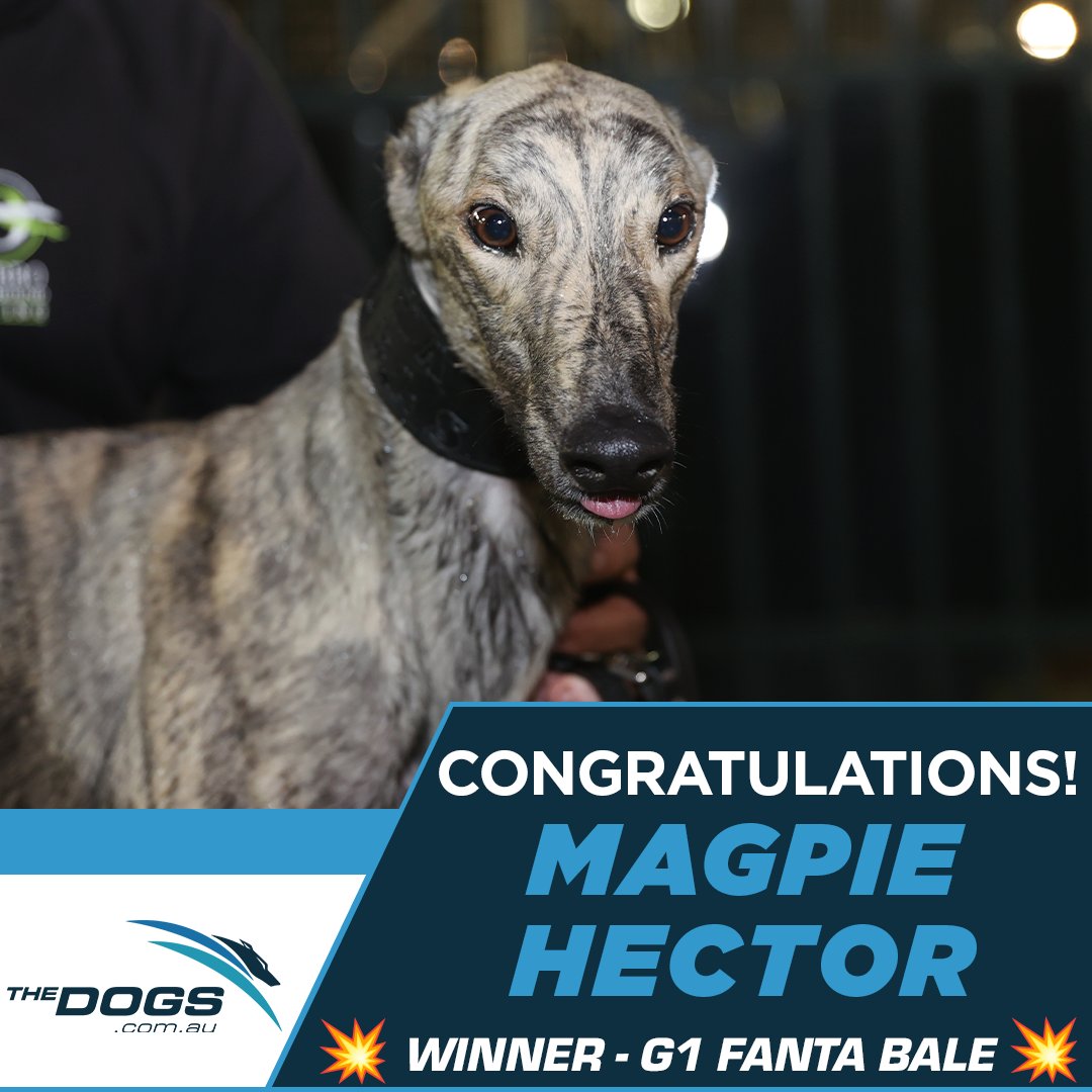 The Dogs tweet media