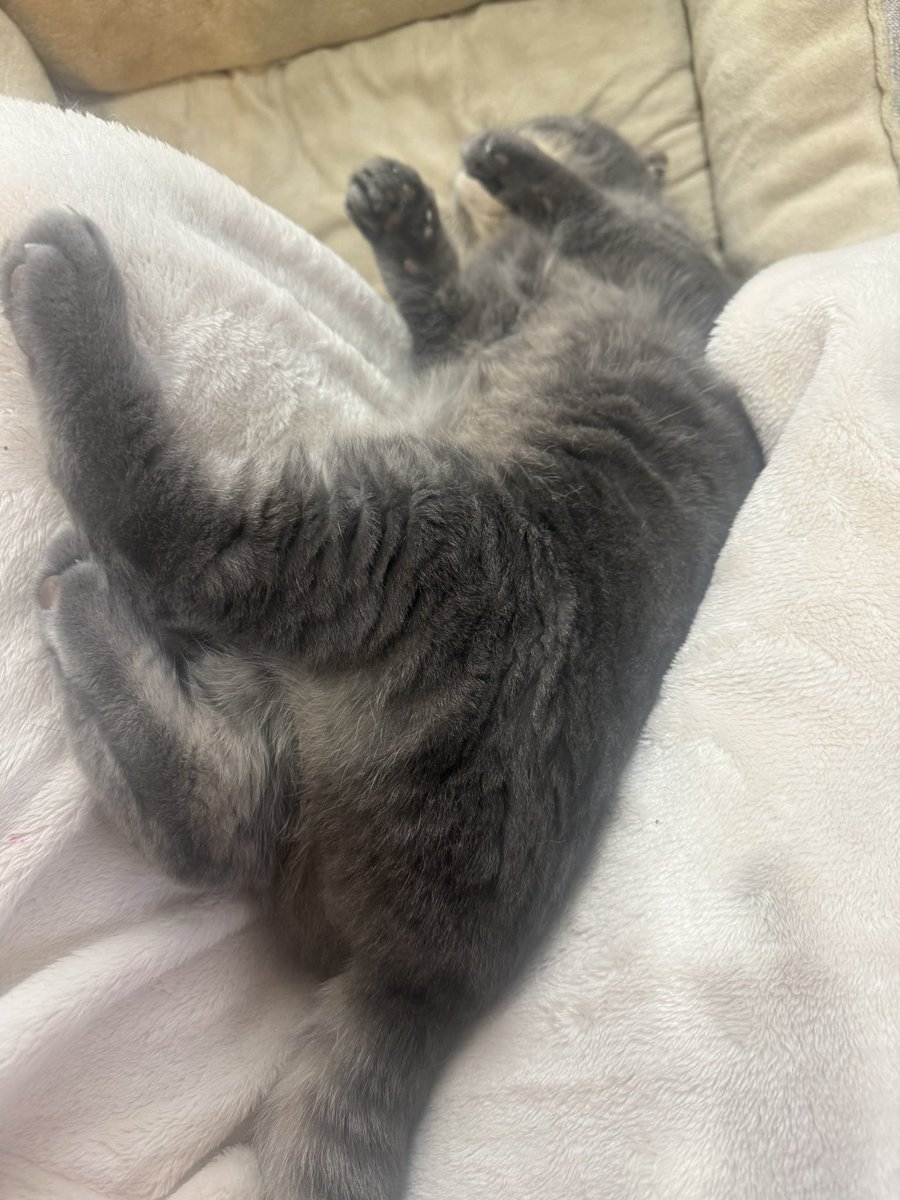 ３月スタート🌸✨
本日エムフリーク夜番出勤🀄️Ⓜ️
麻雀だぁ🀄️ゎ-ぃ!!🙌🏻

月初めは病院請求業務もあり
絶賛ダブルワーク中( *¯ ꒳¯*)💻✨
忙しい事は幸せな事🫡
フルパワーで月初め頑張る🌟🌟🌟

私の膝の上から落ちたまま
寝てるにゃるたを添えて🐱💤