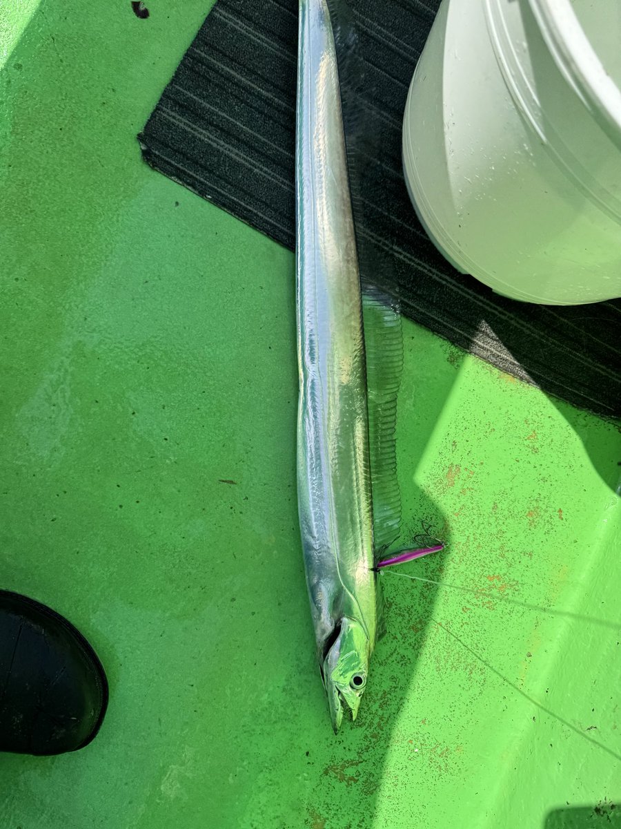 youcanshin's tweet photo. 昨日のタチウオジギングは3本で撃沈 https://t.co/ICG4hOY2i7